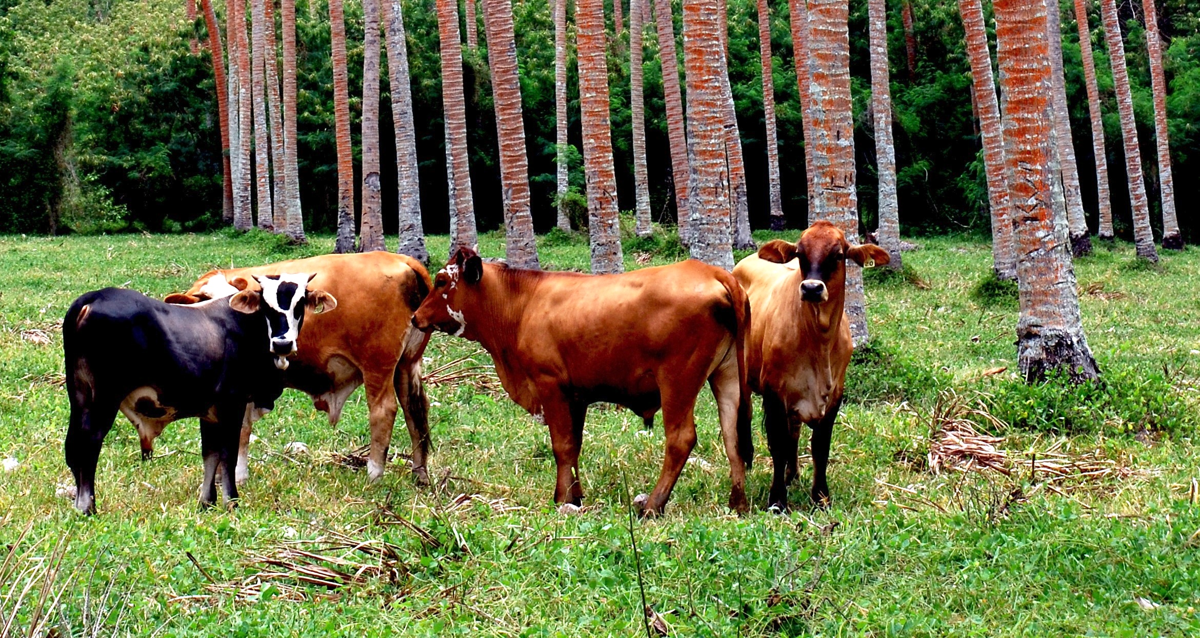 Cultivating Change: Challenges and Opportunities in Vanuatu’s Agriculture